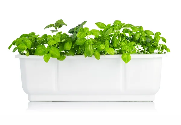 Folhas de manjericão no balde branco — Fotografia de Stock