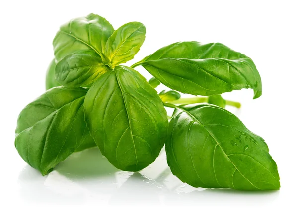 Свежий зелёный лист базилика — стоковое фото