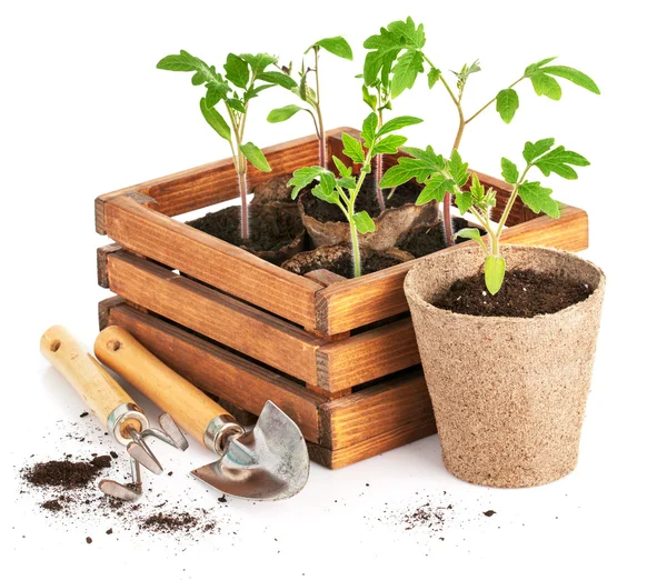 Tomates de las plantas de semillero en caja de madera con herramientas de jardín — Foto de Stock