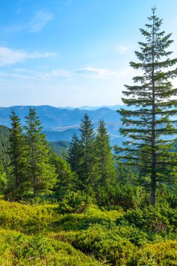 Dağlar ve yeşil orman manzara