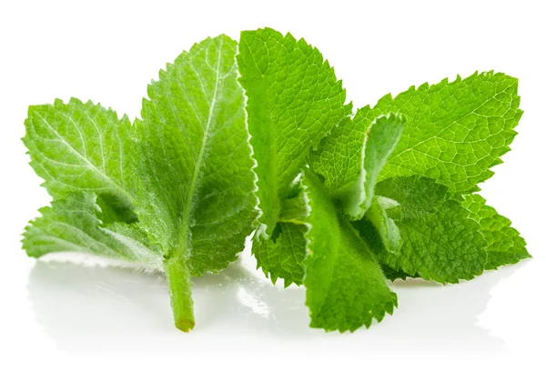 Färska gröna blad mynta — Stockfoto