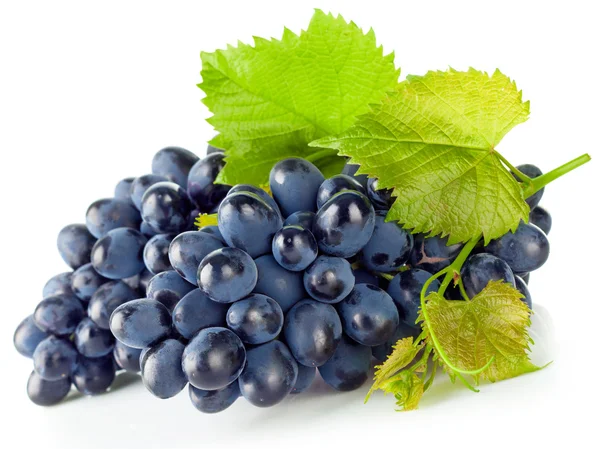 Cluster blue grapes with green leaf — Stock Photo, Image