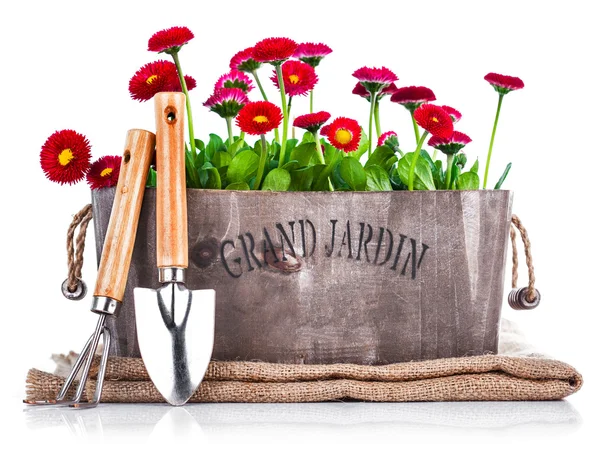 Vårblommor i trä korg med trädgårdsredskap — Stock fotografie