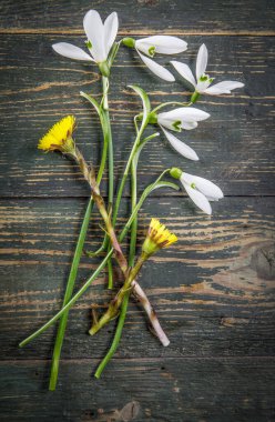 Eski ahşap tahta üzerinde bahar çiçeği kar damlası..