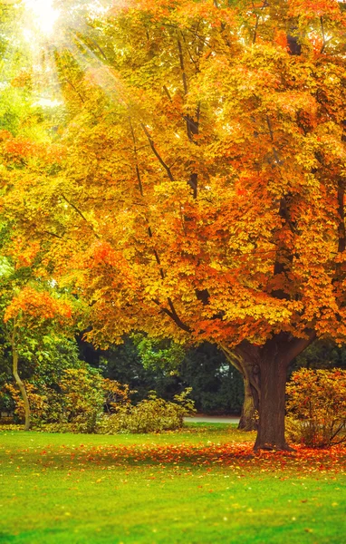Krajobraz z żółte liście na drzewie i zielona trawa trawnik — Zdjęcie stockowe
