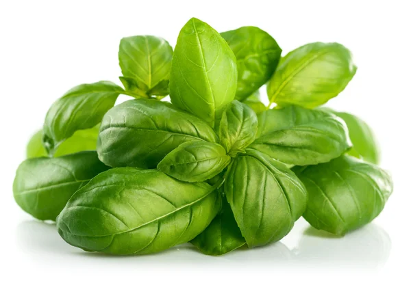 Basilic frais à feuilles vertes — Photo