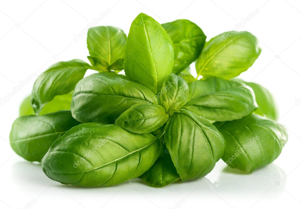 Fresh green leaf basil