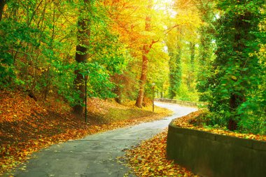Sarı ağaçları ile sonbahar Park izlemek