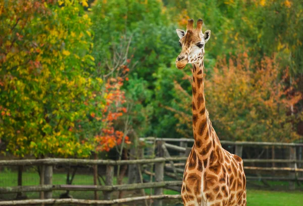 Giraffe animal in nature — Stock Photo, Image