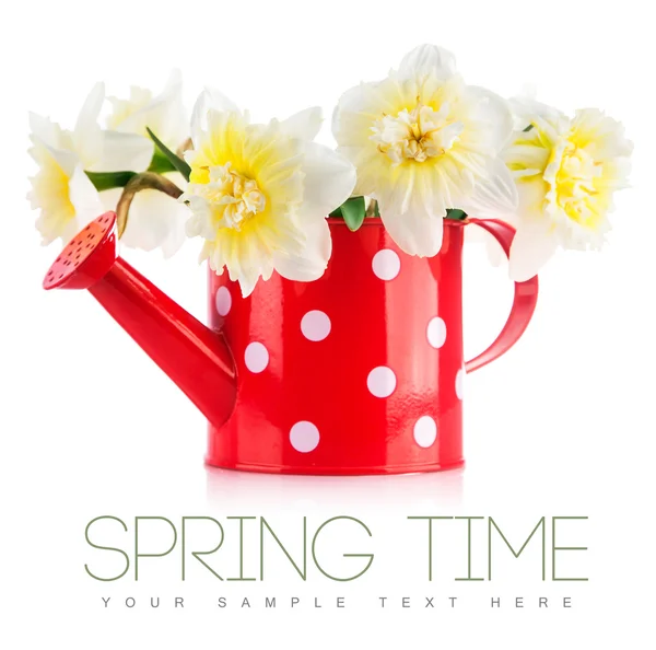 Spring flowers narcissus in red watering can — Stock Photo, Image