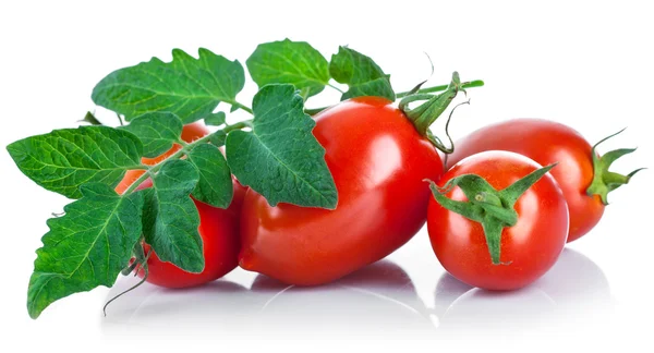 Verse tomaten met groene bladeren — Stockfoto
