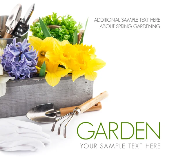 Spring flowers in wooden box with garden tools — Stock Photo, Image