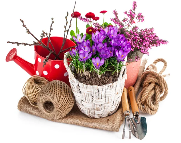 Giardino fiori del croco in cestino di vimini — Foto Stock