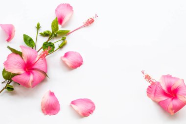 Pembe çiçekler Asya 'nın yerel bitki örtüsü yaprak düzenleme düzleştirici arkaplandaki beyaz kartpostal biçiminde 