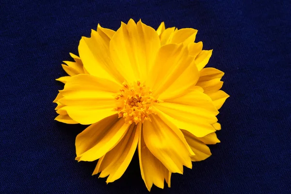 Yellow Flowers Cosmos Arrangement Flat Lay Postcard Style Background Black — Stock Photo, Image