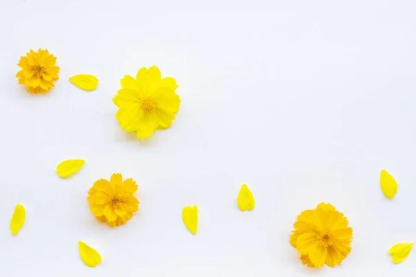 Açık Sarı Portakal Çiçekleri Kozmos Düzenleme Düz Bir Kartpostal Tarzı — Stok fotoğraf