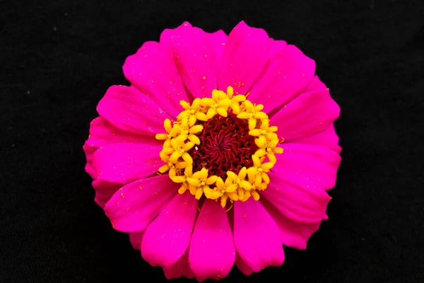 Colorful Pink Flowers Zinnia Elegans Arrangement Flat Lay Postcard Style — Stock Photo, Image