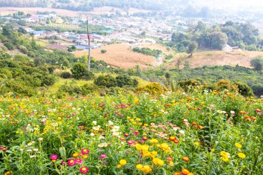 arkaplan dokusu doğa dağ manzaralı bahçedeki renkli çiçekler