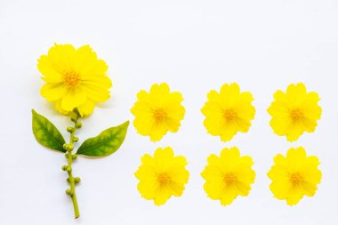 açık sarı çiçekler kozmos düzenleme düz arkaplan beyaz üzerine yatıyordu kartpostal tarzı 