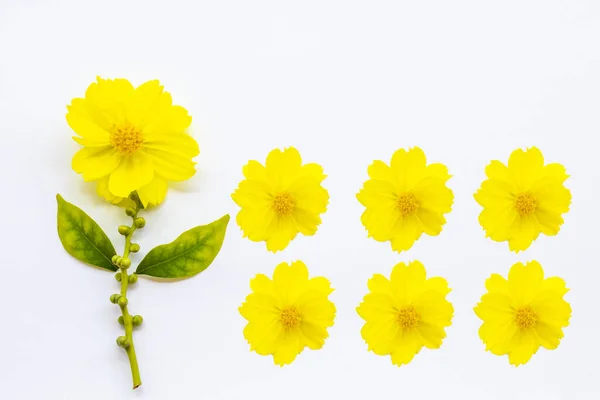 Light Yellow Flowers Cosmos Arrangement Flat Lay Postcard Style Background — Stock Photo, Image