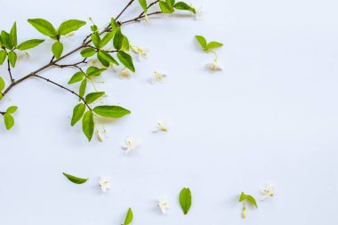 Bahar mevsiminde Asya 'nın yerel bitkileri beyaz arka planda kartpostal tarzında yatar.