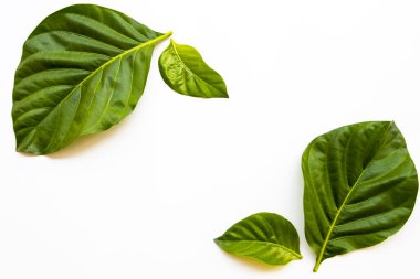 arkaplan dokusu doğa yaprağı düzenleme düz beyaz üzerine yatar