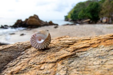 arka plan dokusu doğa deniz kabukluları plaj dekorasyon kartpostal stili taş üzerinde 