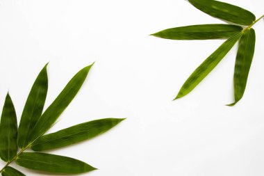 arkaplan dokusu doğa bambu yaprağı düzenleme düz beyaz üzerine uzanan kartpostal biçimi