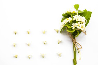 Asya 'nın yasemin yerel bitki örtüsü beyaz arka planda kartpostal stili yatıyordu. 