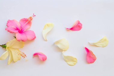 Pembe, beyaz çiçekler, Asya aranjmanının yerel bitkileri, arka planda beyaz bir kartpostal şeklinde yatıyordu. 