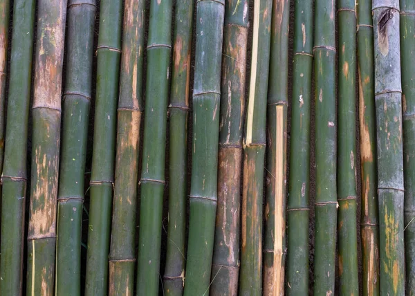 Bakgrund Struktur Stammen Träd Bambu Skära Arrangemang Staket Hemma — Stockfoto