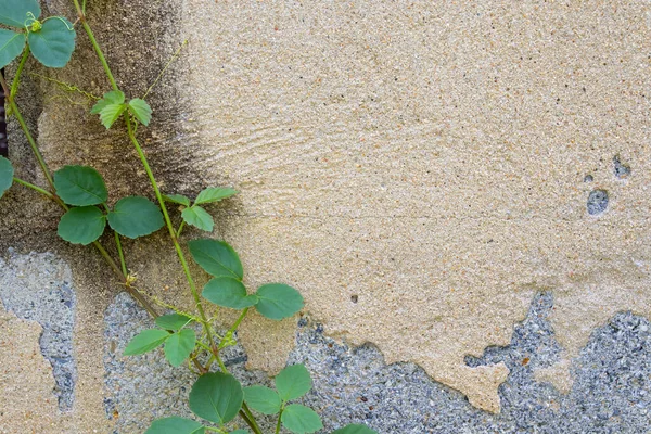 Tło Tekstury Powierzchnia Cement Ściany Mają Liści Winorośli Ścianach — Zdjęcie stockowe