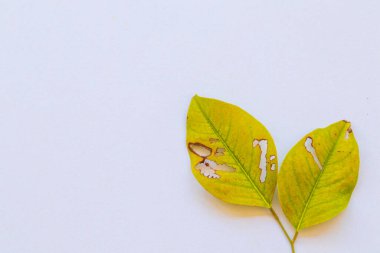 Sonbahar sezonu düzenlemesinde arkaplan dokusu yeşil yaprak düz beyaz üzerine yatar 