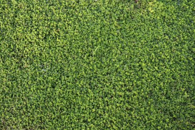 Bahçe bahçesinde arka plan dokusu doğa yeşil çimen 