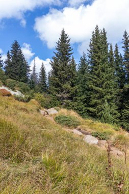 Bulgaristan 'ın başkenti Sofya' nın Vitosha Dağı 'nda Cherni Vrah için yapılan yürüyüş parkurundan sonbahar manzarası