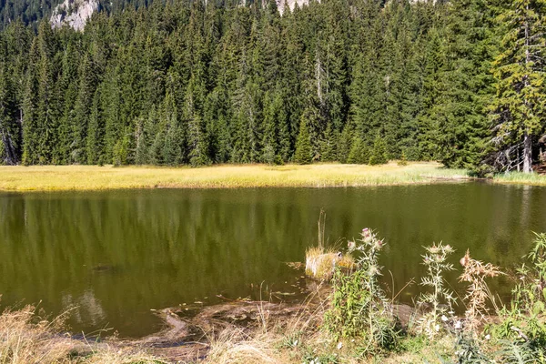 Krajina Grassy Trevistoto Smolyan Lake Rhodope Mountains Smolyan Region Bulharsko — Stock fotografie