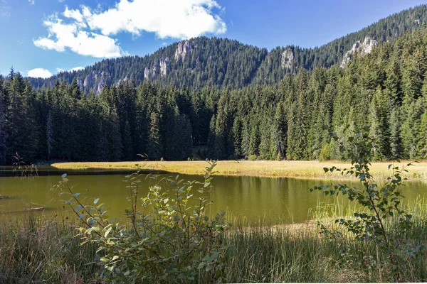 Krajina Grassy Trevistoto Smolyan Lake Rhodope Mountains Smolyan Region Bulharsko — Stock fotografie