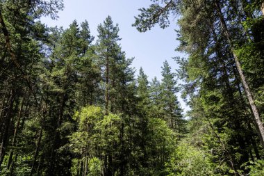 Beli Iskar Nehri yakınlarındaki Rila Dağı, Sofya Bölgesi, Bulgaristan
