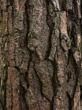 Ormanda ağaç kabuğu Uzun bir çam ağacının üzerinde