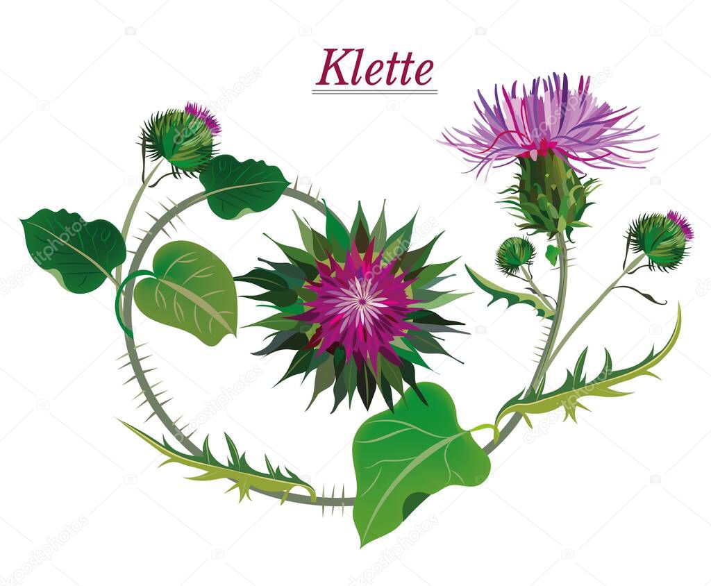 burdock is a valuable medicinal medicinal plant with large leaves and beautiful pink flowers