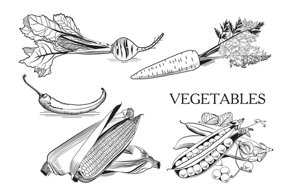 Deliciosas Verduras Saludables Zanahorias Guisantes Remolacha Pimienta Maíz — Archivo Imágenes Vectoriales