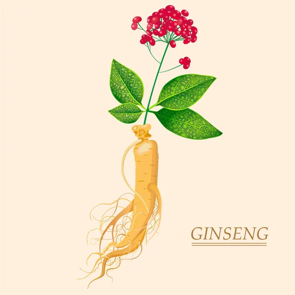 Ginseng Adalah Tanaman Rhizomatous Abadi Yang Sangat Berguna Dalam Pengobatan - Stok Vektor