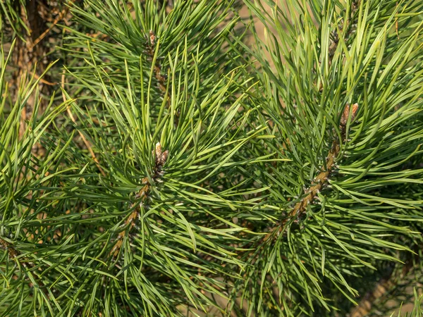 Árvore Natal Espinhosa Verde Com Pequenos Cones — Fotografia de Stock