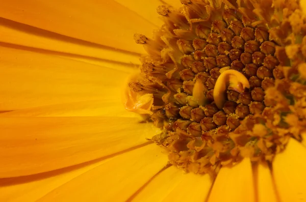 The heart of the yellow flower — Stock Photo, Image