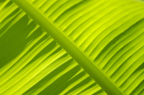 밝은 바나나 잎 — 스톡 사진