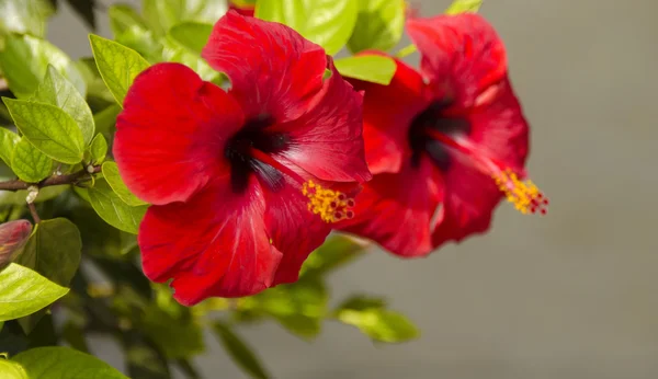 Kırmızı hibiscus çiçek — Stok fotoğraf