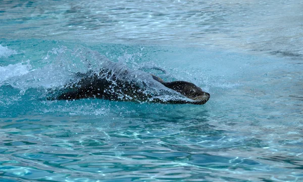 El lobo marino en el agua —  Fotos de Stock