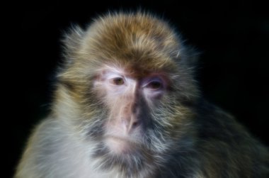 Barbary macaque view clipart