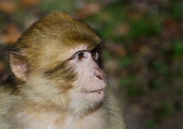 Vista macaco berberiscos — Foto de Stock