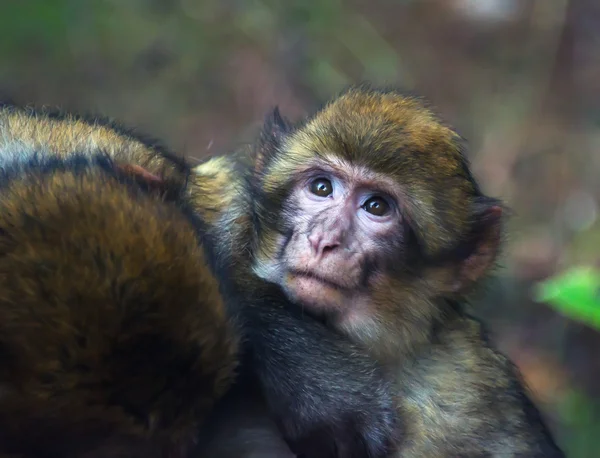 Vista macaco berberiscos — Foto de Stock